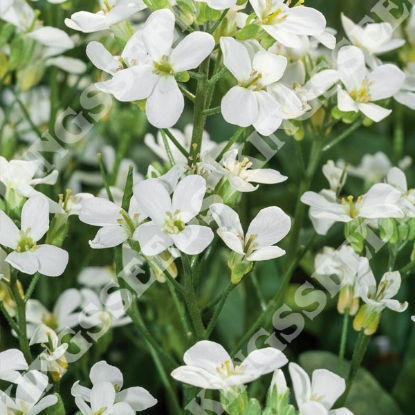 Picture of Arabis caucasica - Snowcap